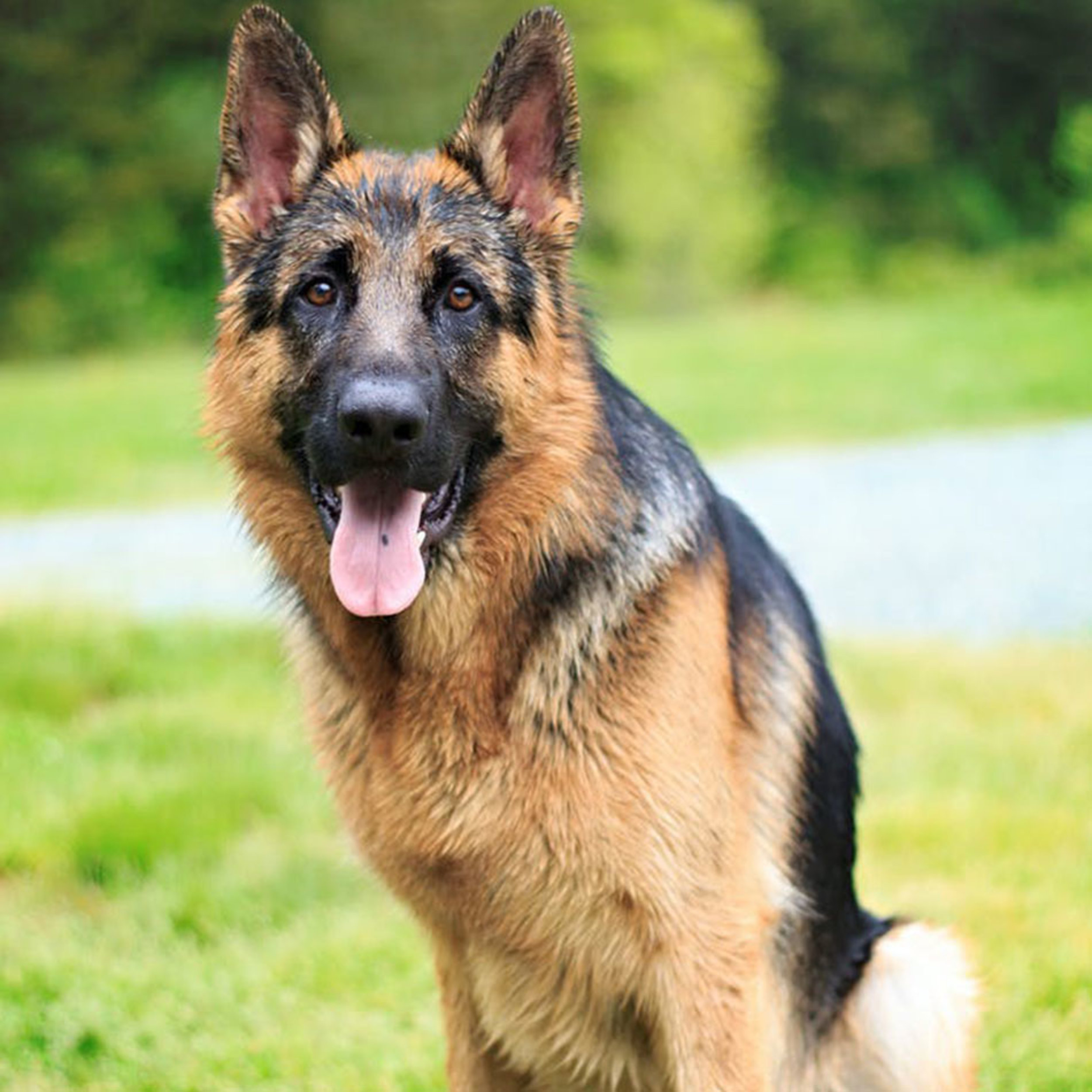 The 10 Easiest Dogs to Train