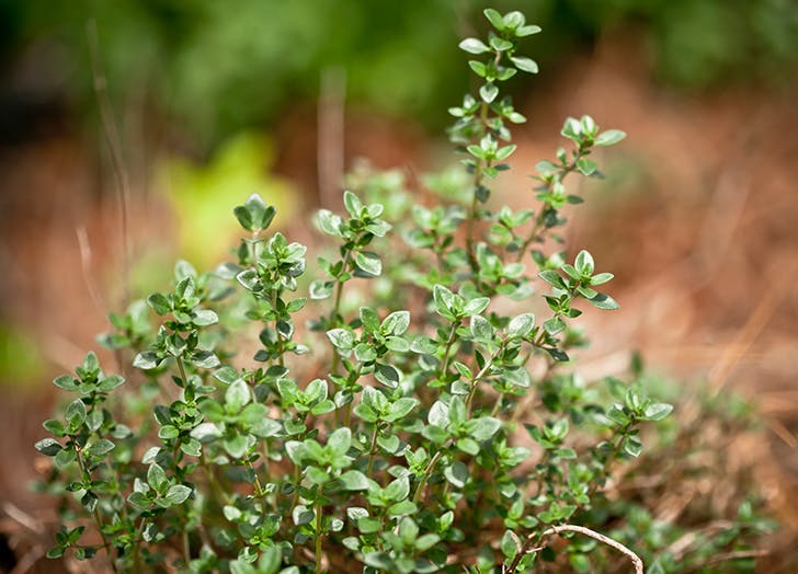 9 Easy Herbs To Grow In A Herb Garden