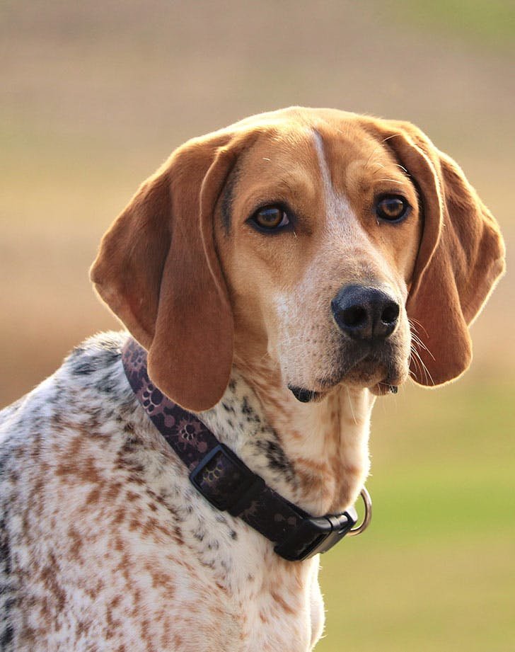 10 Hound Dog Breeds That Make Great Pets