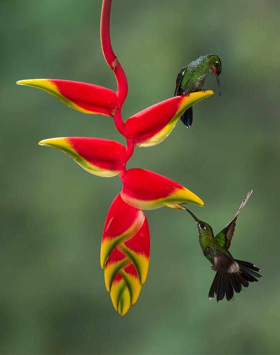 How to Attract Hummingbirds to Your Garden