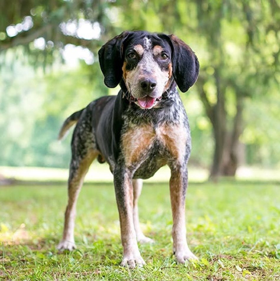 8 Hunting Dog Breeds That Make Great Companions