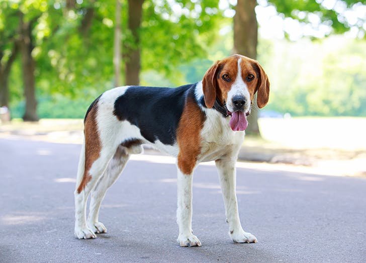 ARB The Best 　 POWER UP! HOUND DOG 30+ Hound Dog Breeds - Parade Pets