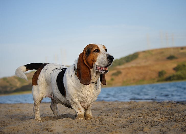 8 Hunting Dog Breeds That Make Great Companions