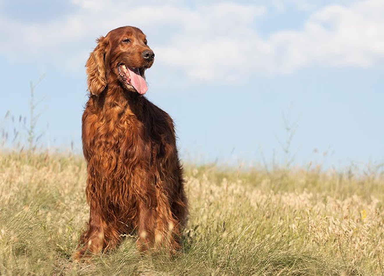 10 KidFriendly Dog Breeds For Your Family