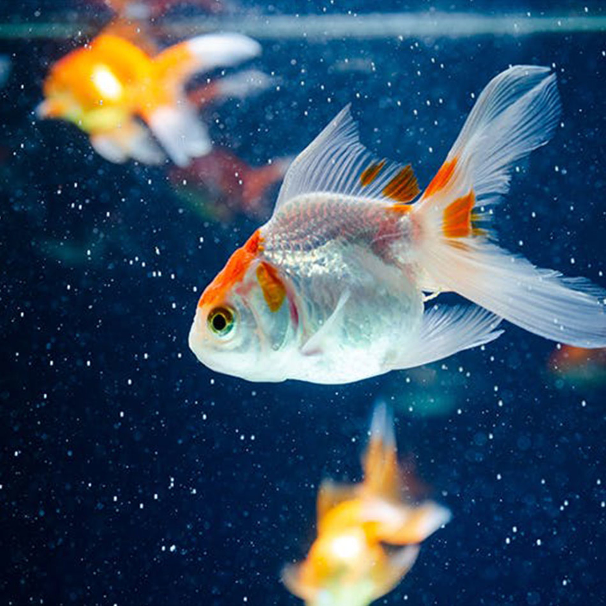 12 LowMaintenance Pets