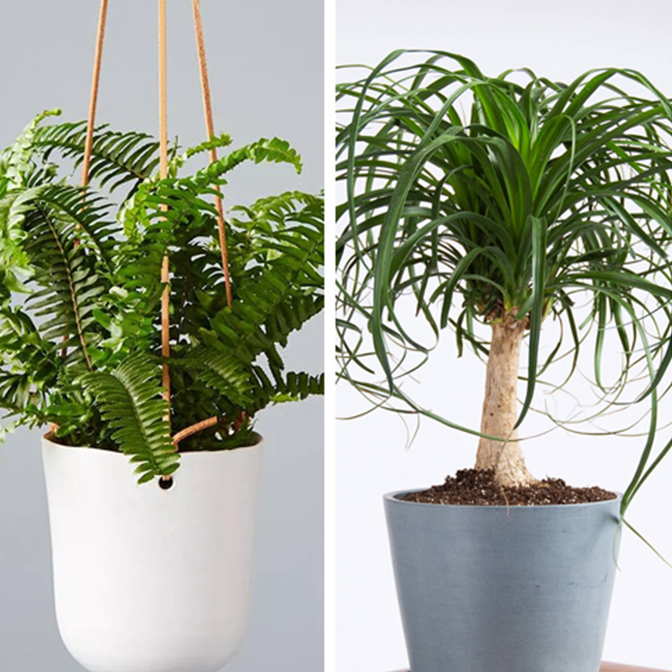 12 Plants Safe for Dogs