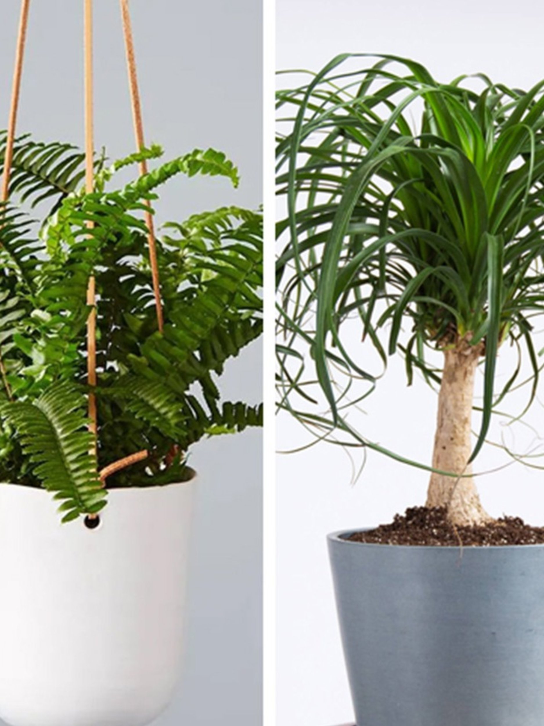 12 Plants Safe for Dogs
