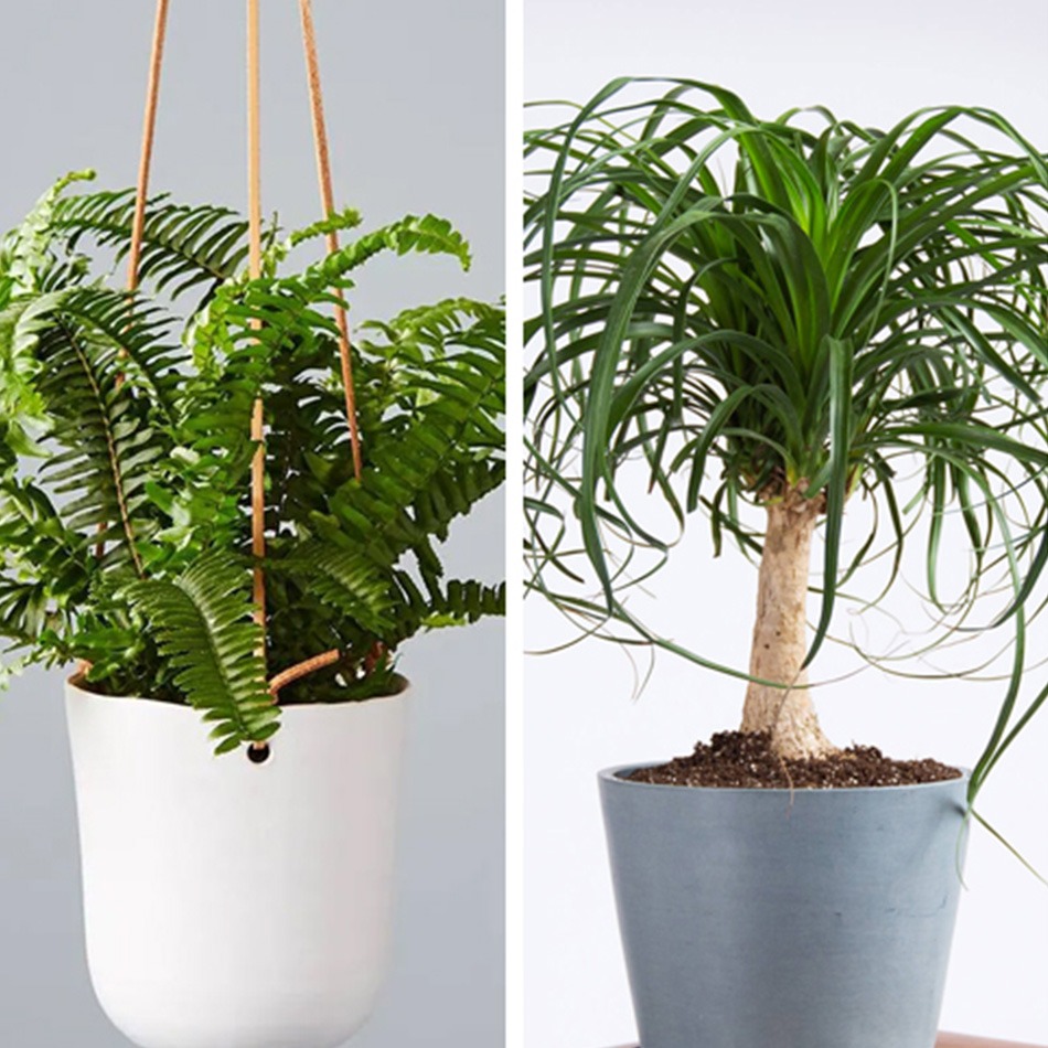 pesticide for indoor plants instant™ Plant Protection main image 0