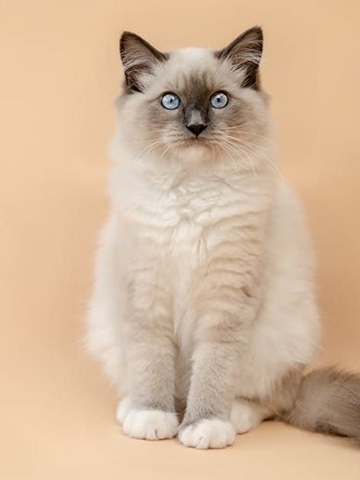 16 Long-Haired Cat Breeds – PureWow