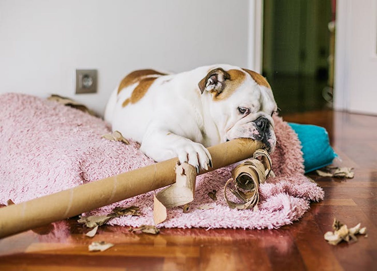 6 Surprising Things Your Dog Shouldnt Chew