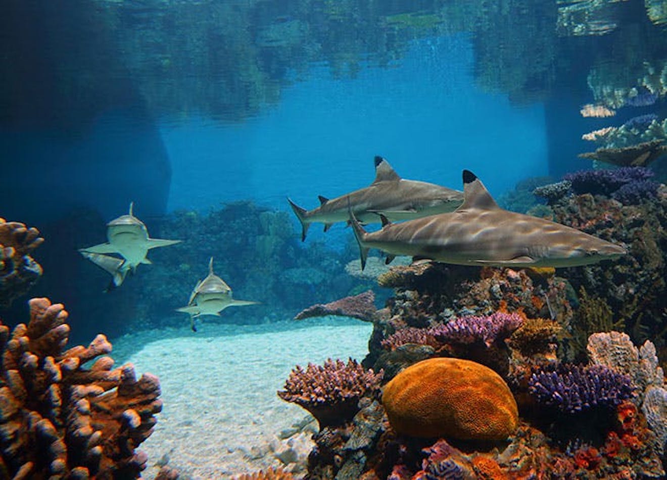 The 10 Best Aquariums in the U.S.
