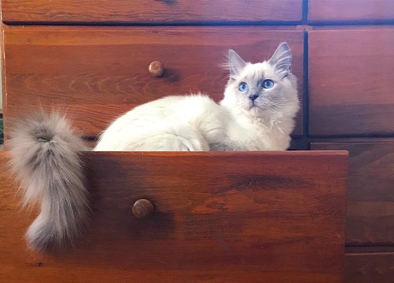 The 11 Best Cat Breeds for Apartments