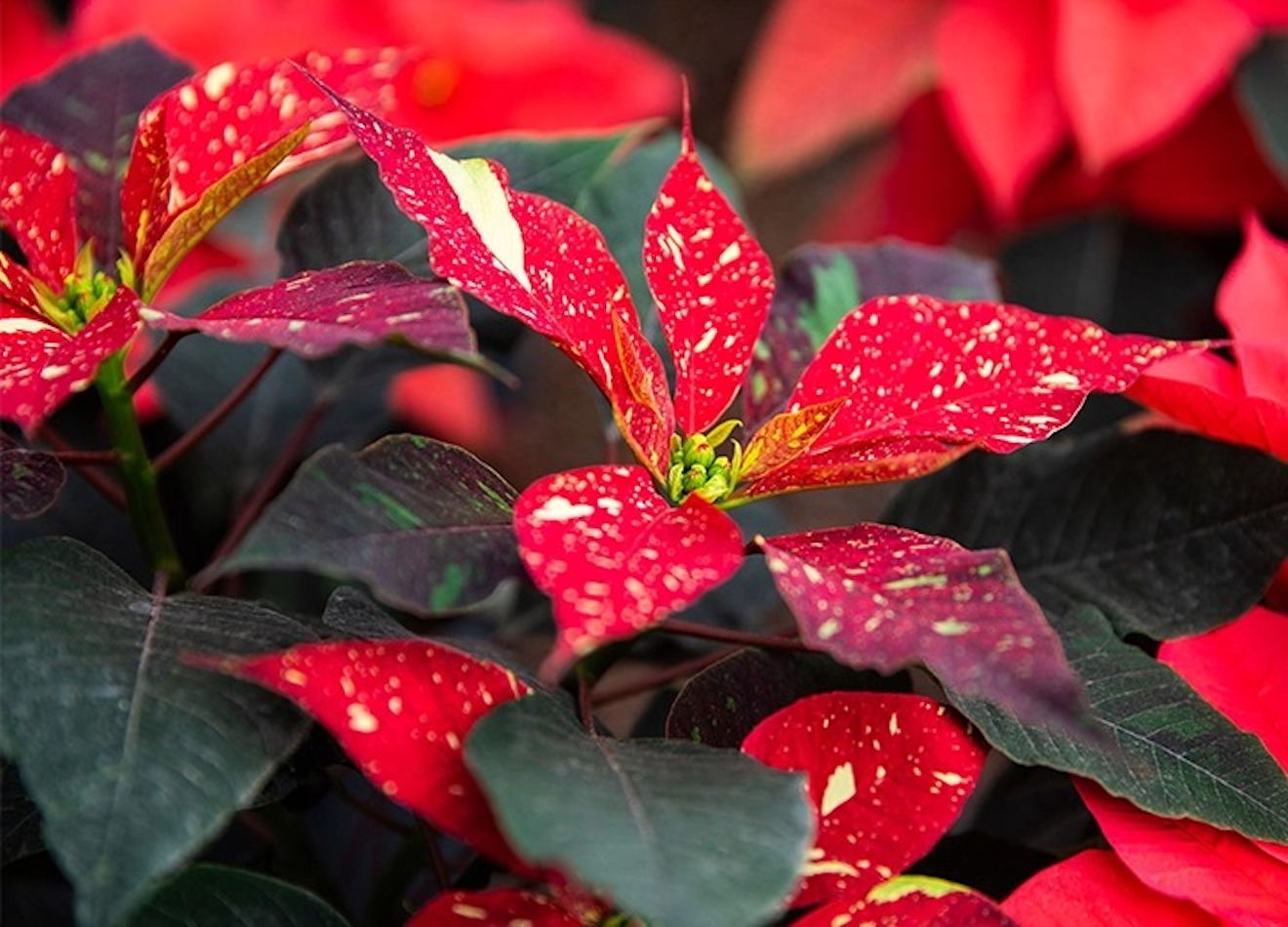 The 6 Best Christmas Plants to Decorate Your Home