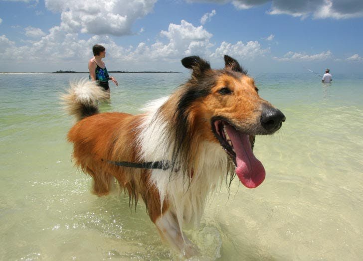 What Does Dog Restrictions On Beaches Mean