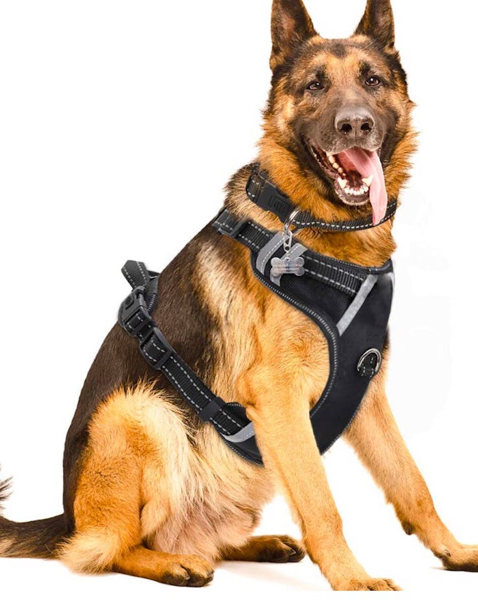 The 5 Best Dog Harnesses for Safer Walks