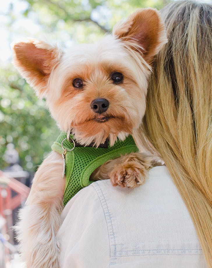 The 10 Best Dogs for Highly Sensitive People