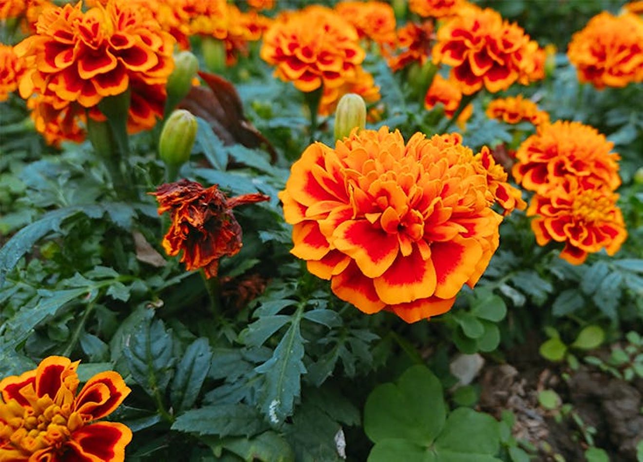 The 10 Best Fall Flowers to Plant This Year