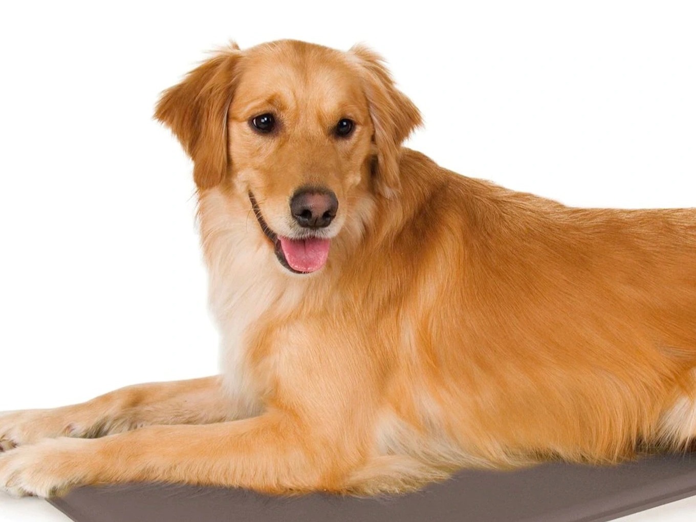 6 of the Best Heated Dog Beds