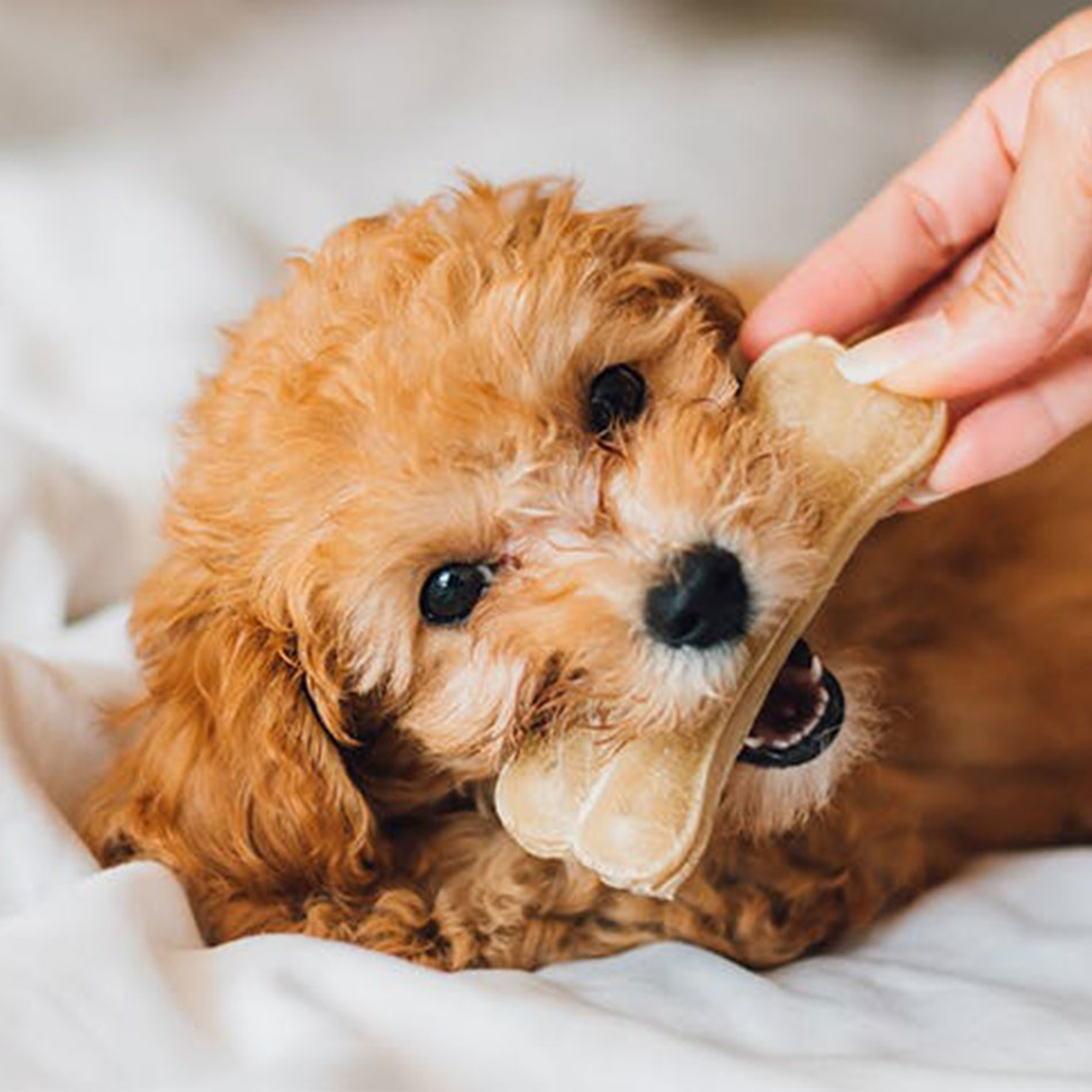 Cavapoo Puppy: 8 Weeks of Adorable Growth | TikTok, image size:2500x2500