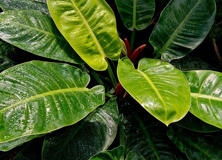 philodendron indoor or outdoor Philodendron Rojo Congo