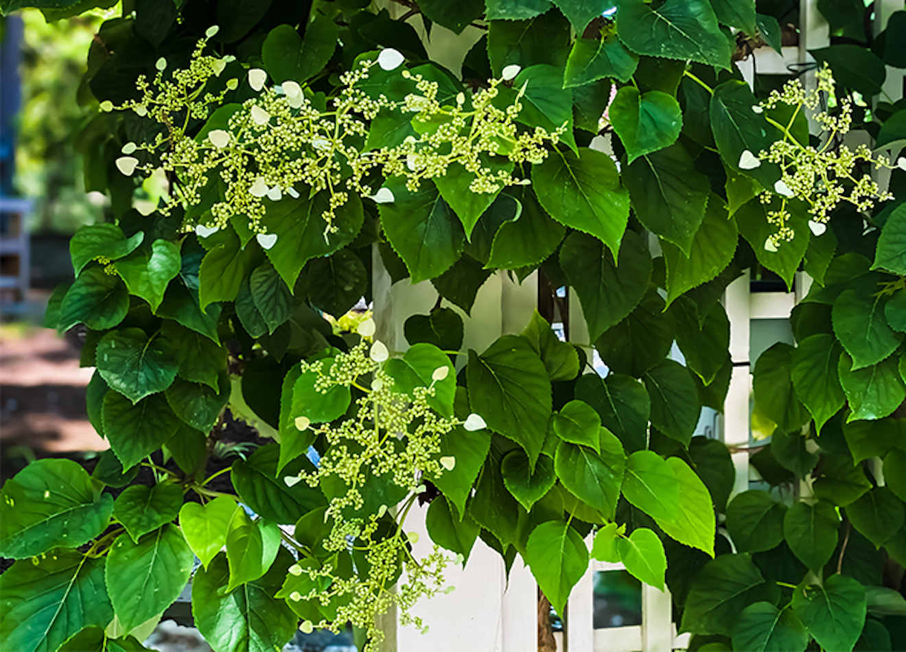 The 7 Best Shade Perennials for Your Garden