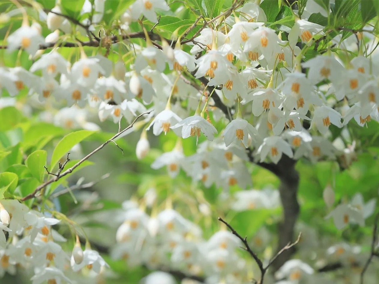 The 5 Best Small Trees for Your Yard