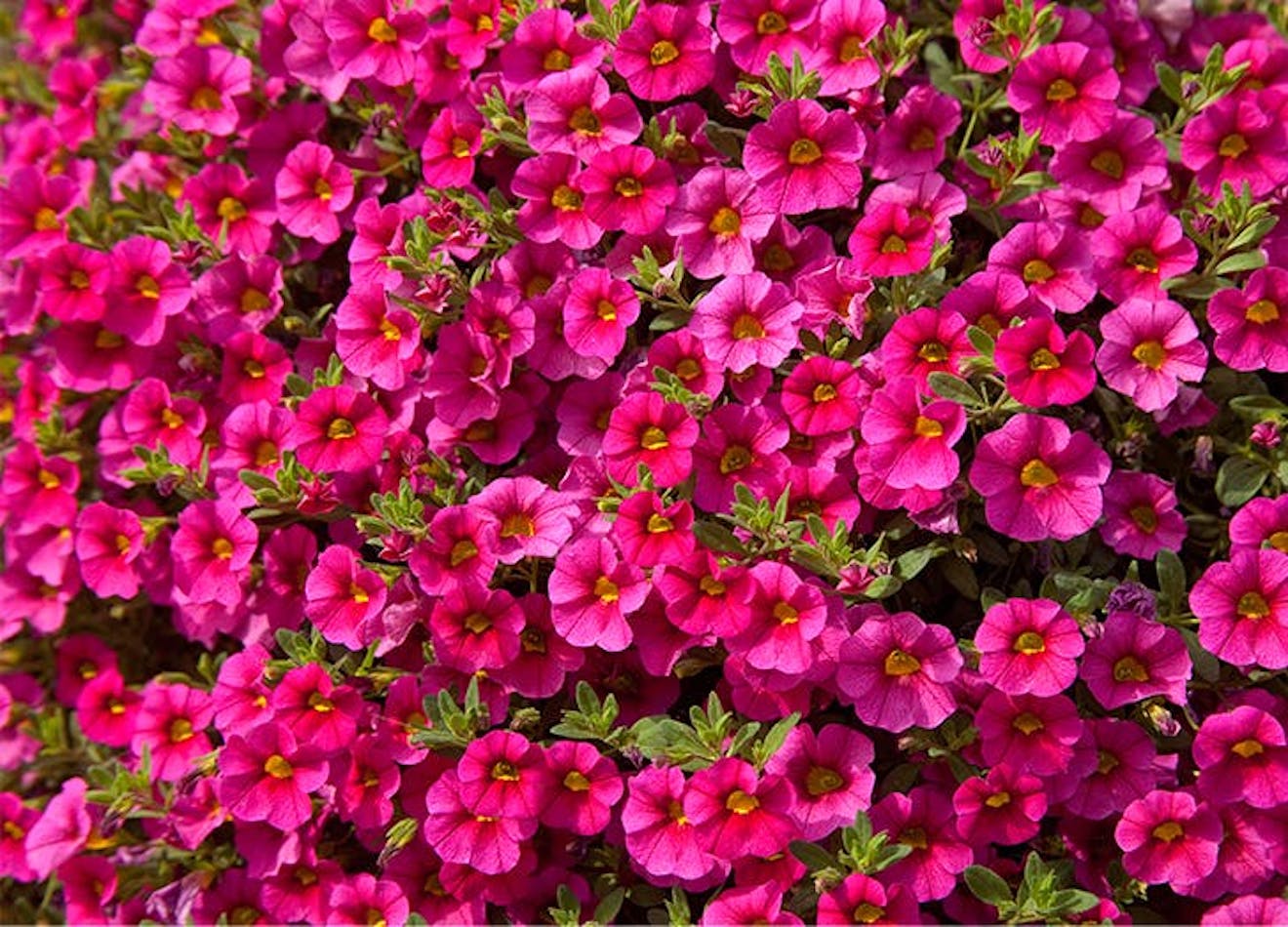 The 10 Best Summer Flowers for Curb Appeal