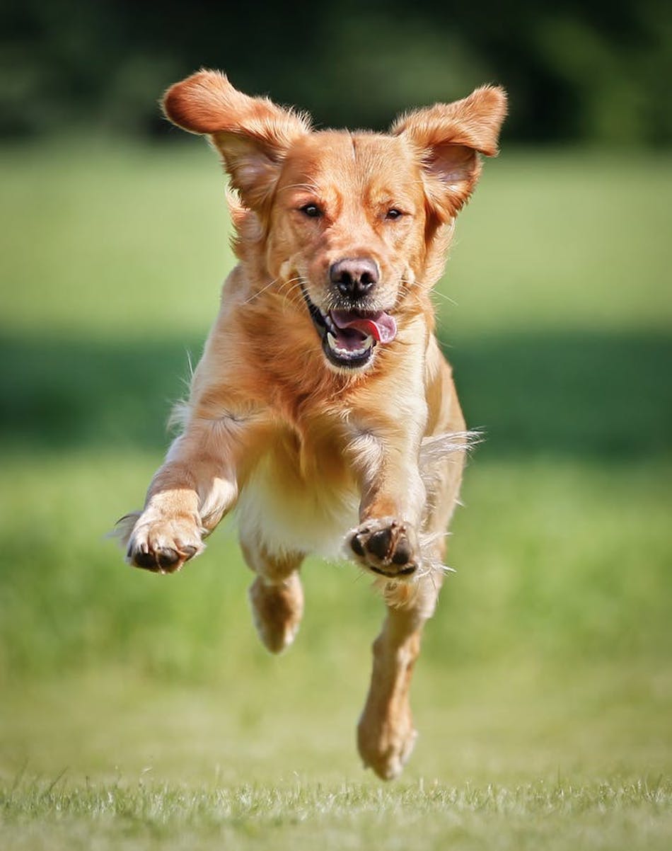 The 10 Easiest Dogs to Train