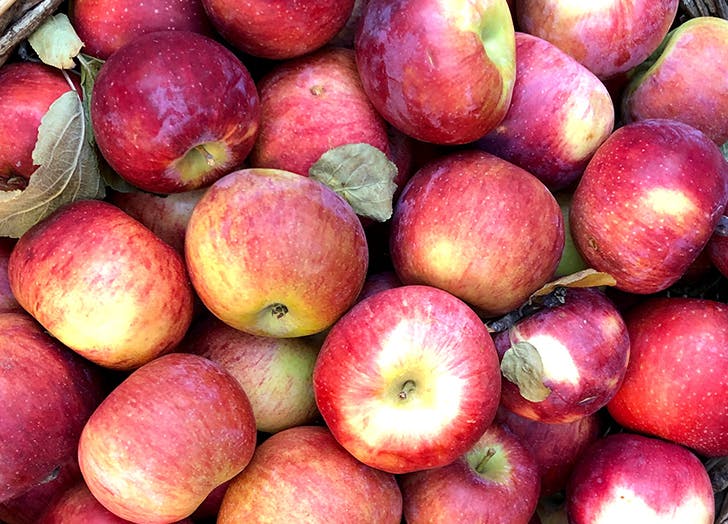 12 Types of Apples For Baking & Snacking