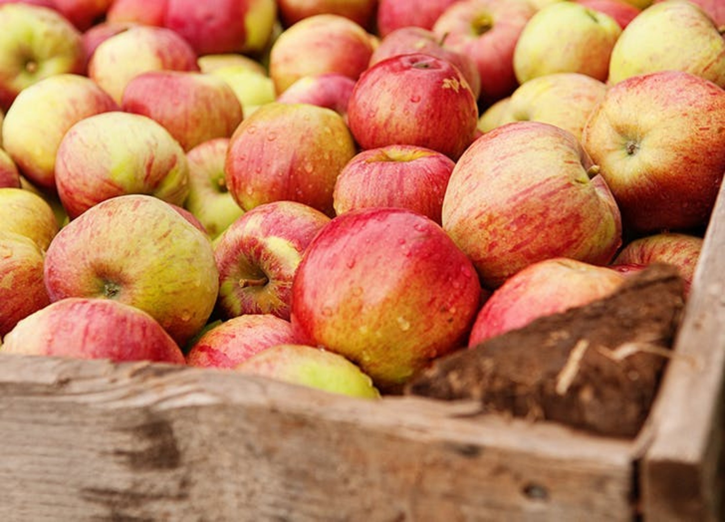 12 Types of Apples For Baking & Snacking