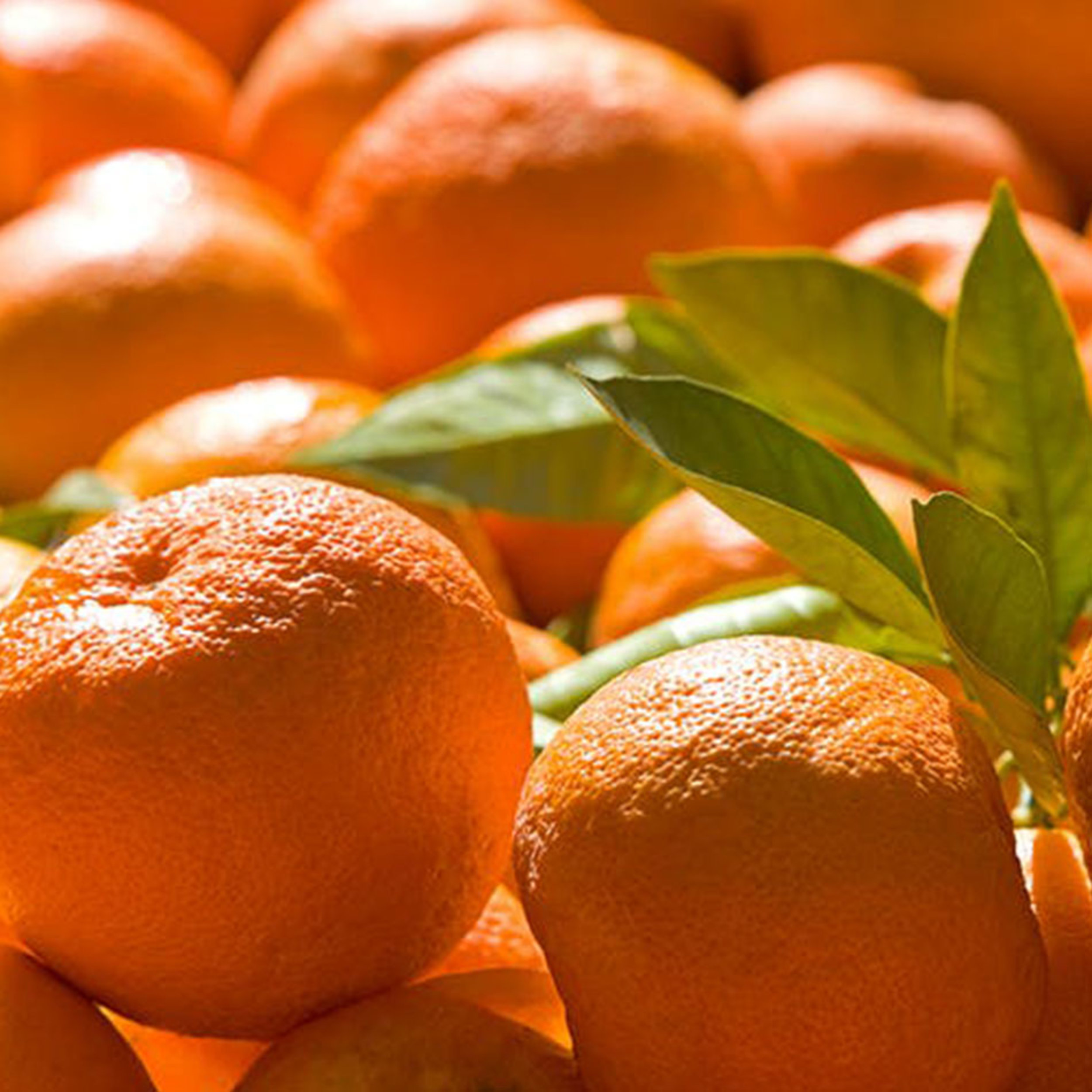 10 Types of Oranges You Need to Know